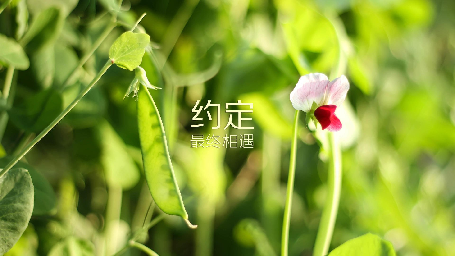江汉南路主场平局，积分榜前三位置牢不可破，江汉路附近球场