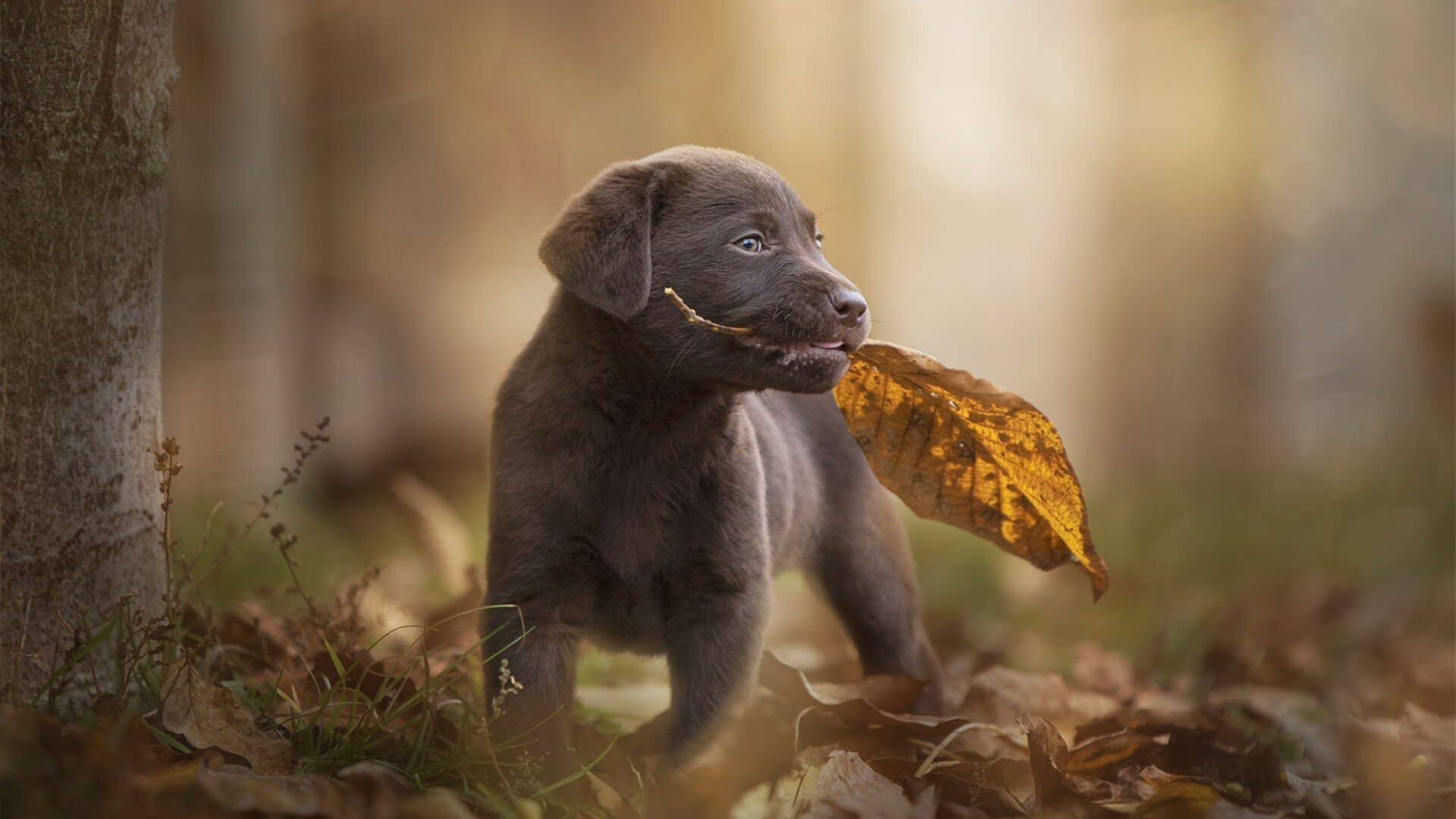 九游娱乐-普费夫10米跳台决赛技术完美无瑕