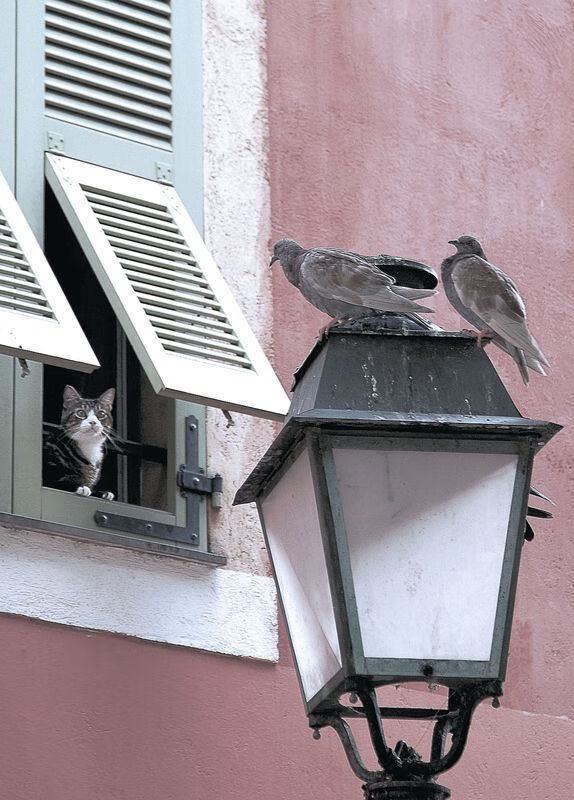 九游jiuyou-法甲豪门冲刺：战术创新赢得未来，法甲土豪