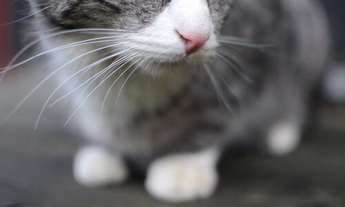 莱谢恩·卡萨斯后程爆发力惊艳全场，莱恩卡斯滕